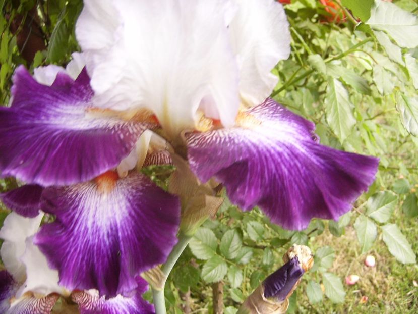 Iris Impression de jouy - ANUL 2017 VI