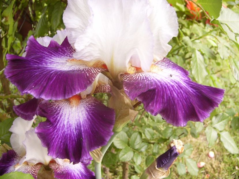 P1330119 - ANUL 2017 VI