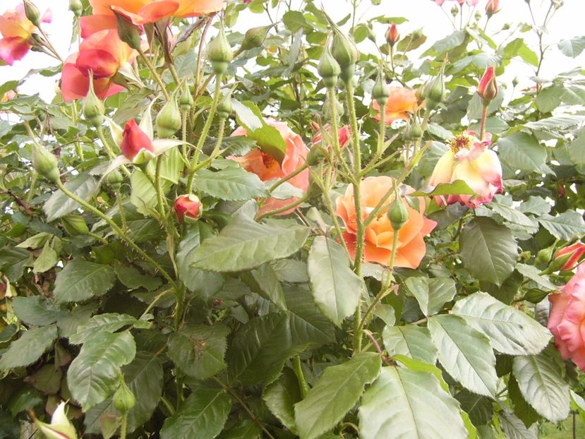 P1330122 - ANUL 2017 VI