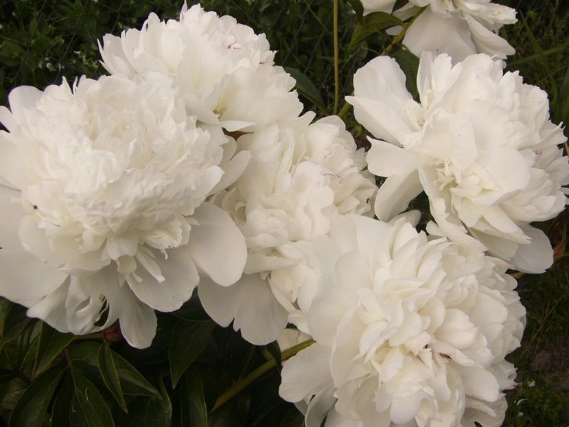 Paeonia Festiva Maxima - ANUL 2017 VI