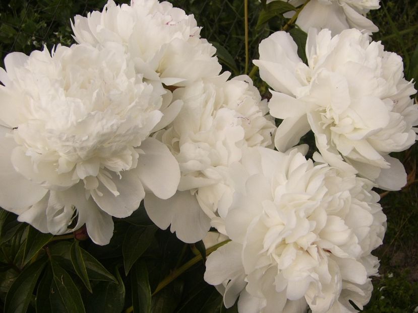 Paeonia Festiva Maxima - ANUL 2017 VI