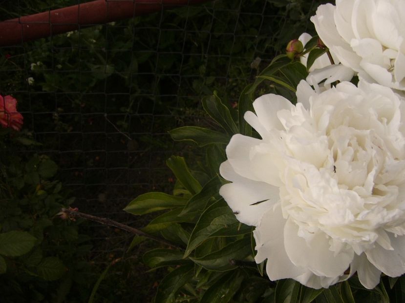 P1330128 - ANUL 2017 VI