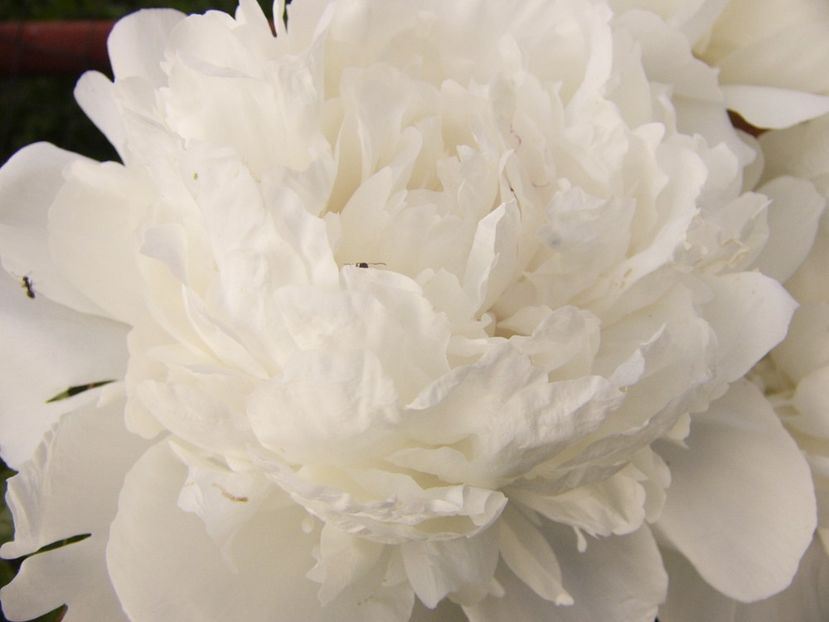 P1330129 - ANUL 2017 VI