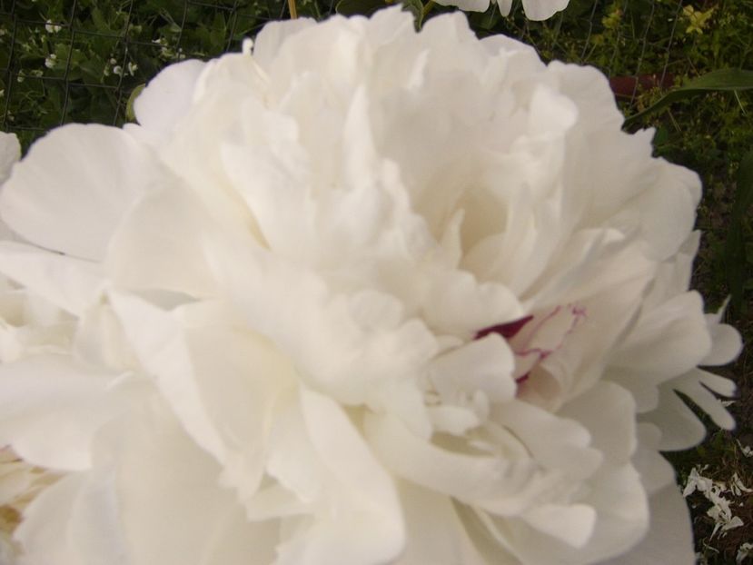 P1330130 - ANUL 2017 VI