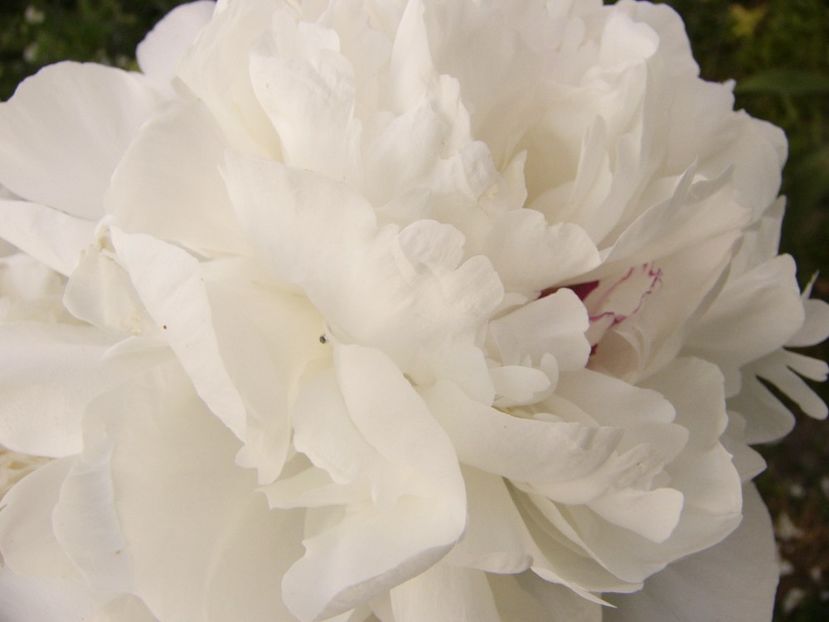 P1330131 - ANUL 2017 VI