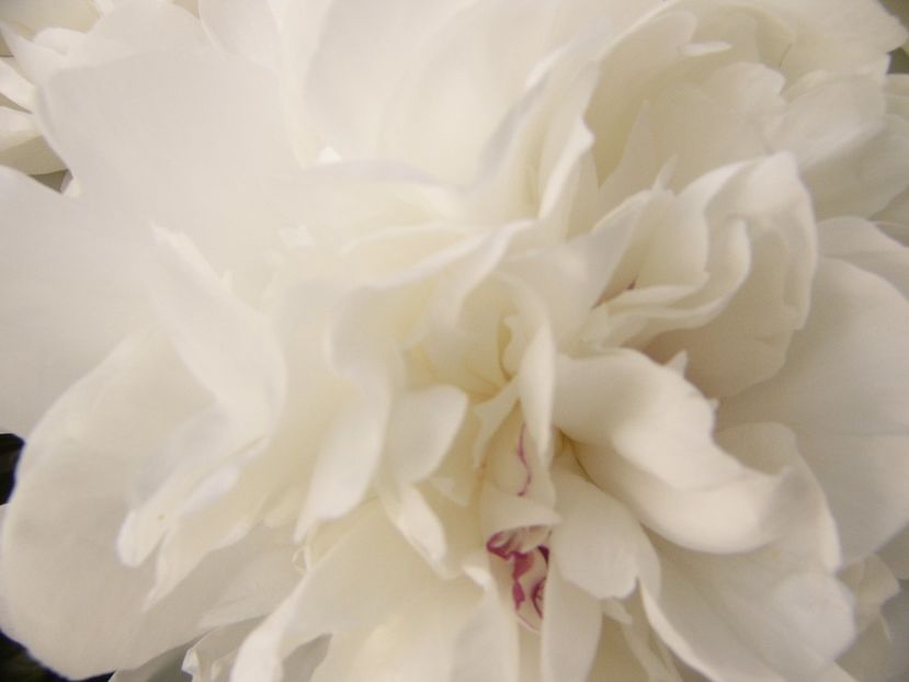 P1330132 - ANUL 2017 VI