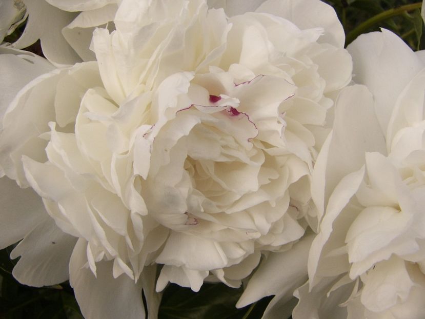 P1330136 - ANUL 2017 VI