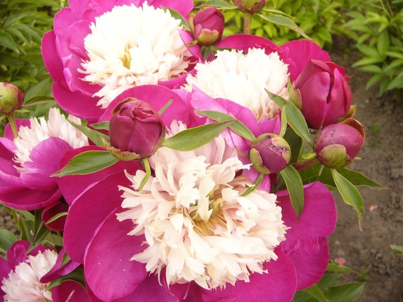 Paeonia White cap - ANUL 2017 VI