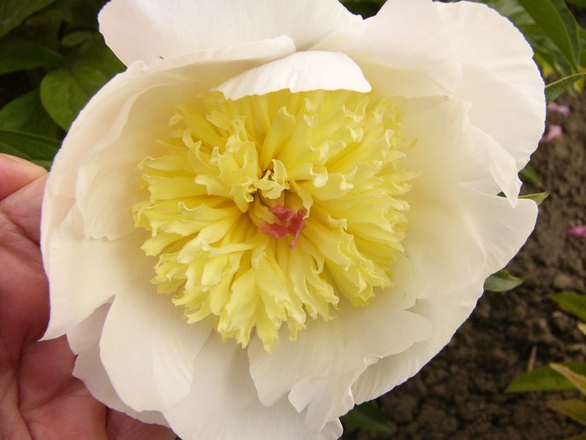 Paeonia Gertrude Allen - ANUL 2017 VI