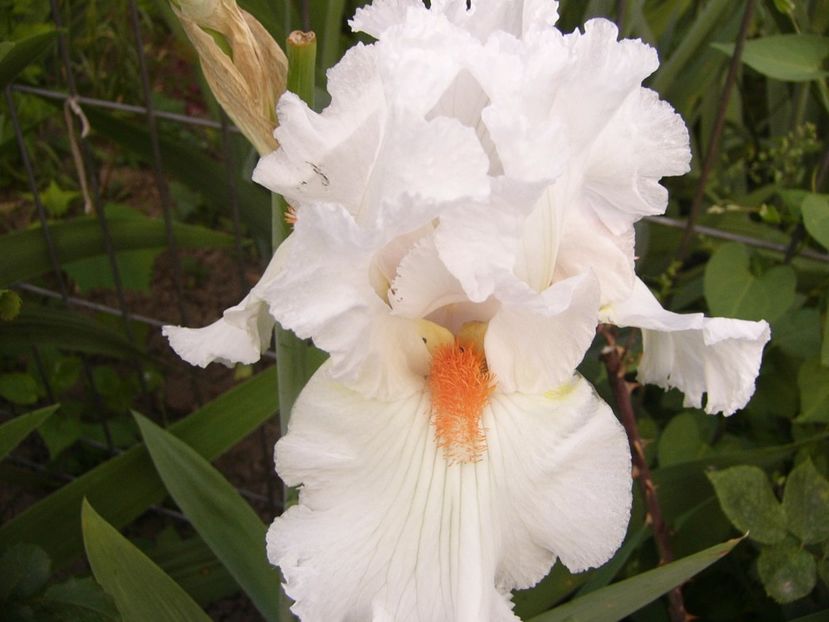 Iris Heavenly Rapture - ANUL 2017 VI