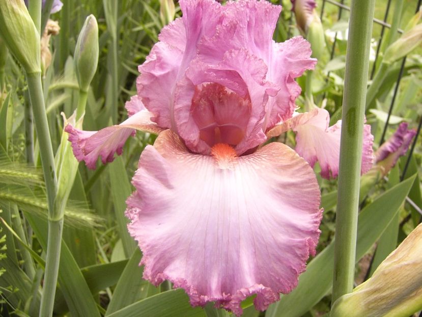 Iris Extravagante - ANUL 2017 VI