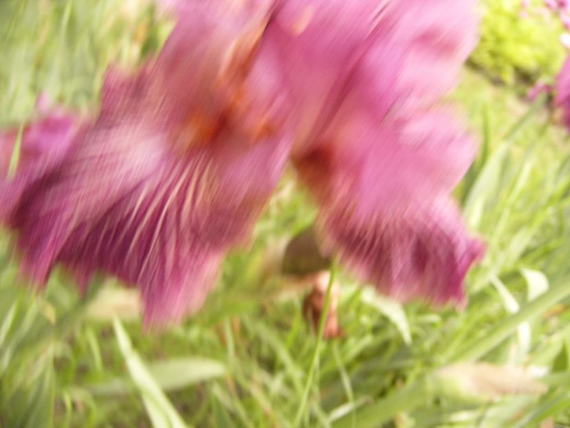 P1330466 - ANUL 2017 VI