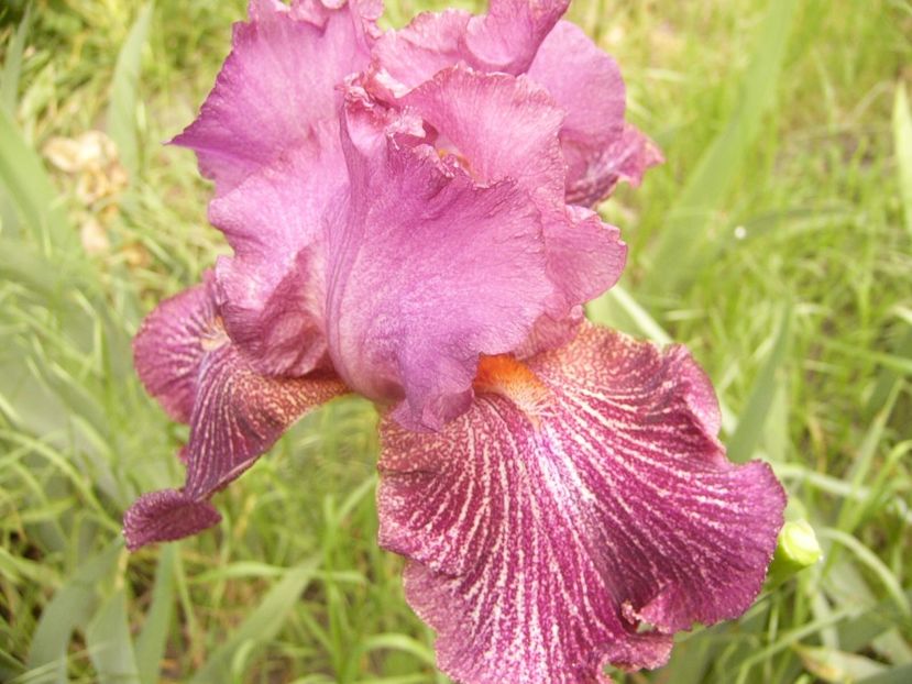 P1330467 - ANUL 2017 VI