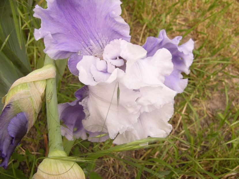 P1330479 - ANUL 2017 VI