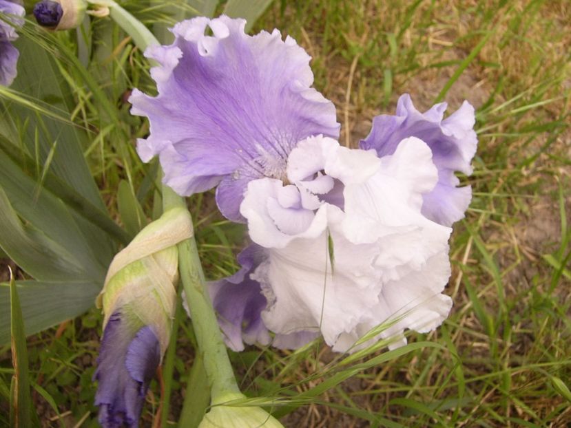 P1330480 - ANUL 2017 VI