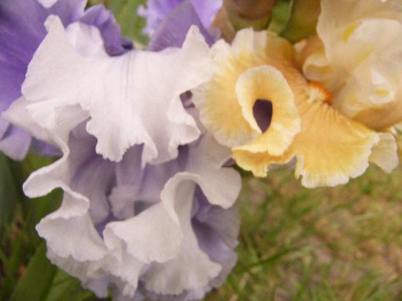 P1330481 - ANUL 2017 VI