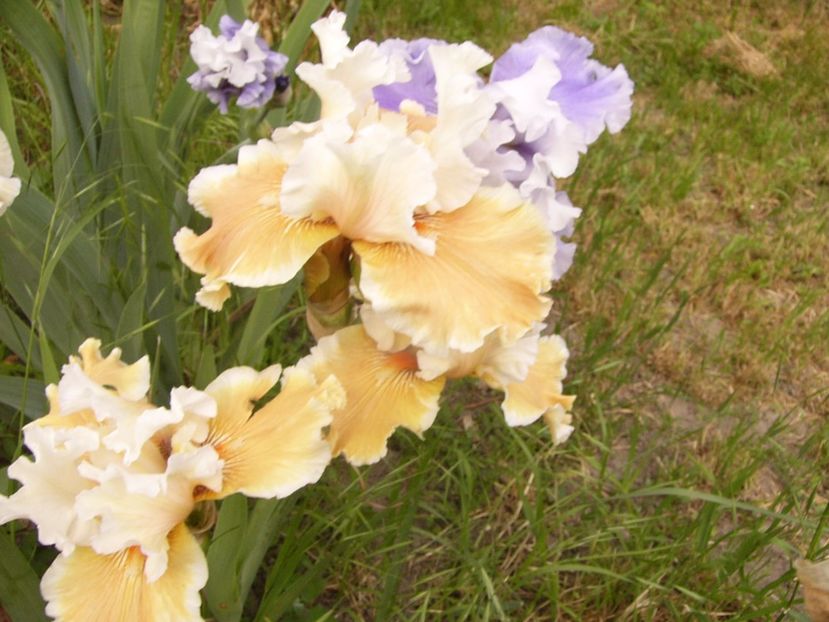 P1330486 - ANUL 2017 VI