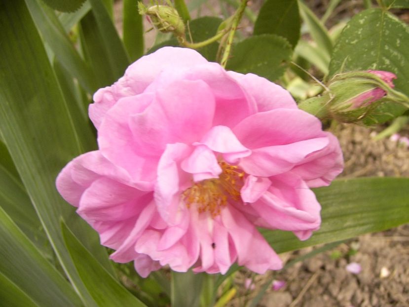 P1330488 - ANUL 2017 VI