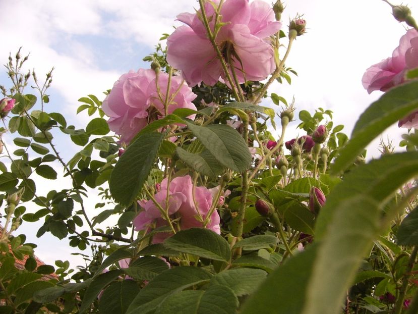 P1330495 - ANUL 2017 VI