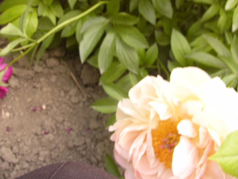 P1330501 - ANUL 2017 VI