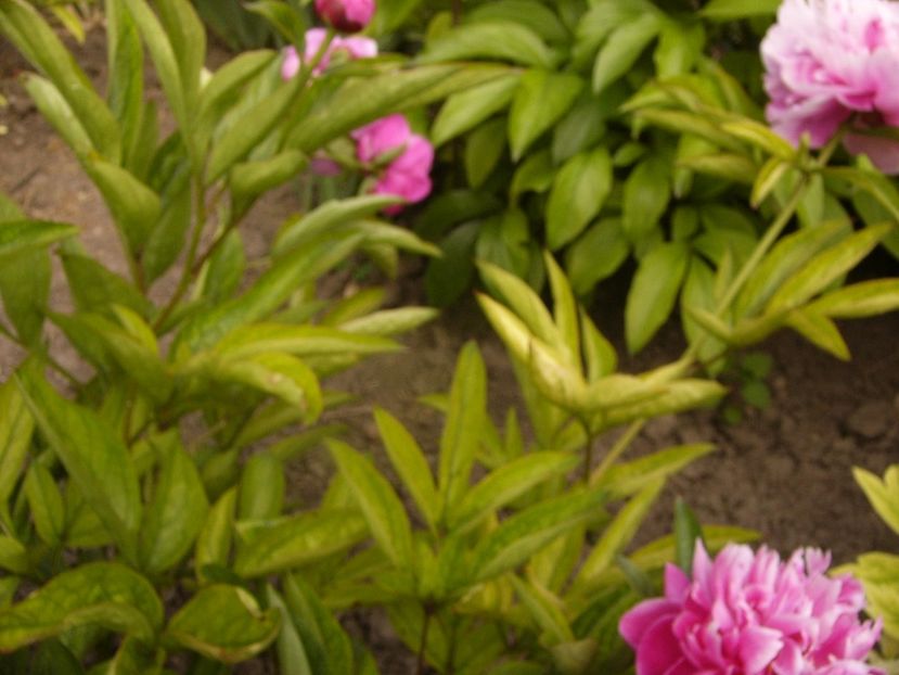 P1330507 - ANUL 2017 VI