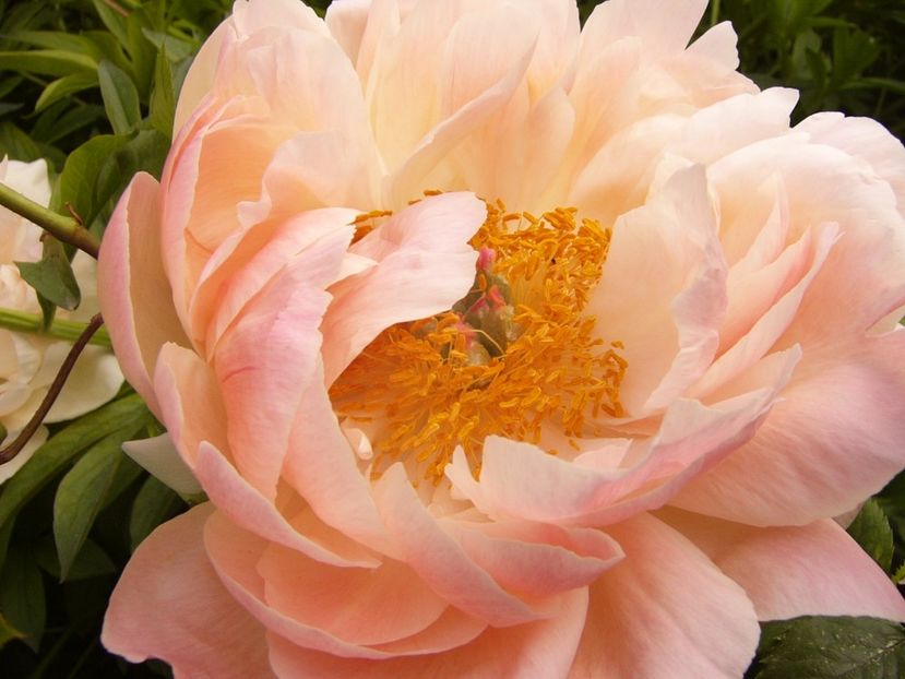 P1330512 - ANUL 2017 VI