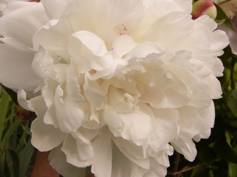 P1330529 - ANUL 2017 VI