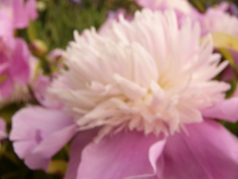 P1330531 - ANUL 2017 VI