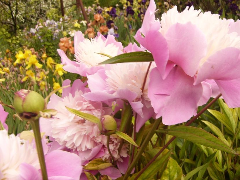 P1330533 - ANUL 2017 VI