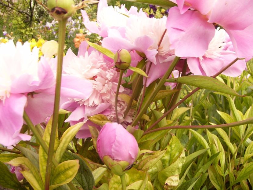 P1330534 - ANUL 2017 VI