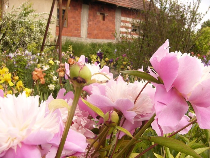 P1330535 - ANUL 2017 VI