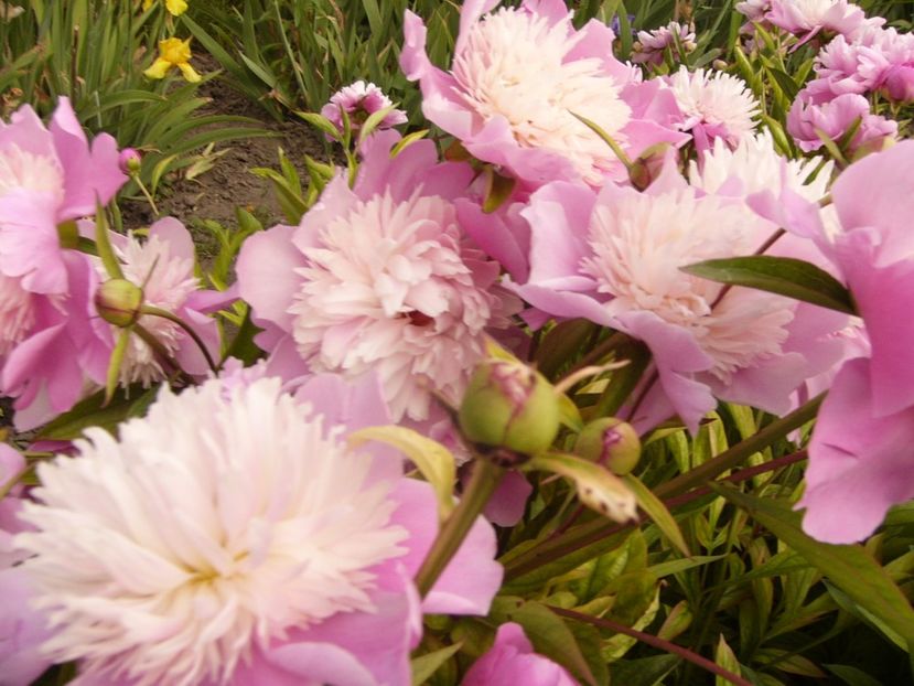 P1330536 - ANUL 2017 VI