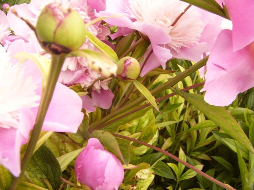 P1330537 - ANUL 2017 VI