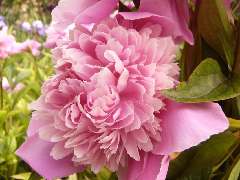 P1330538 - ANUL 2017 VI