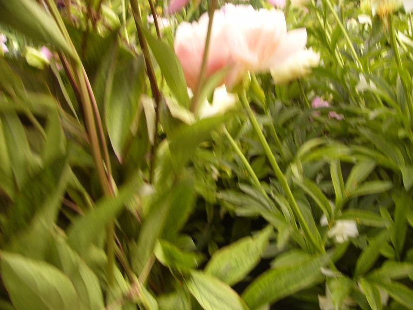 P1330540 - ANUL 2017 VI