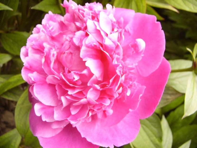 P1330541 - ANUL 2017 VI