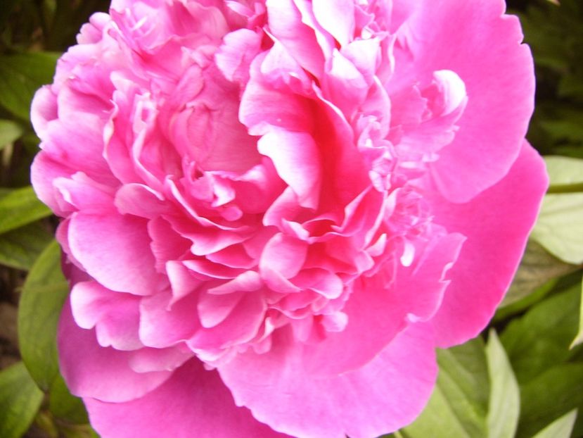 P1330542 - ANUL 2017 VI