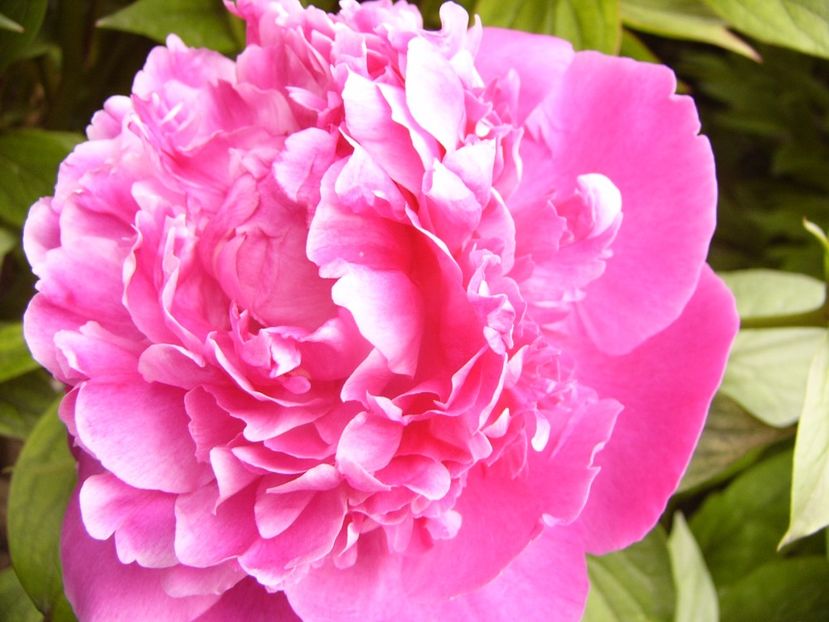 P1330543 - ANUL 2017 VI