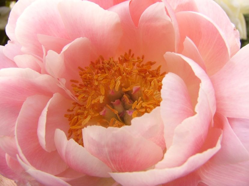 P1330552 - ANUL 2017 VI