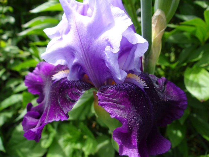  - si mai frumoase zile de Mai