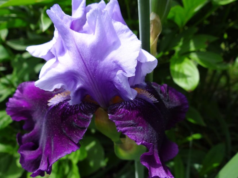  - si mai frumoase zile de Mai