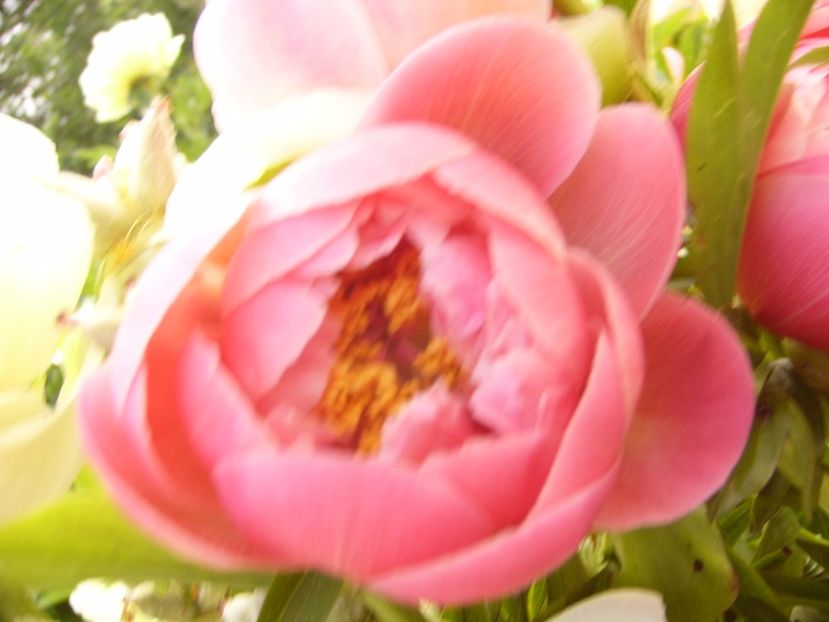 P1330556 - ANUL 2017 VI