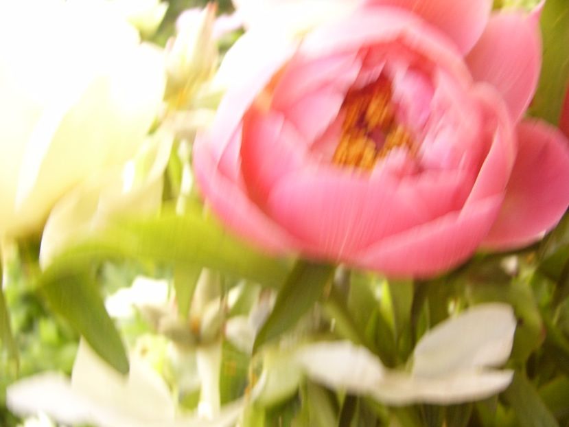 P1330557 - ANUL 2017 VI