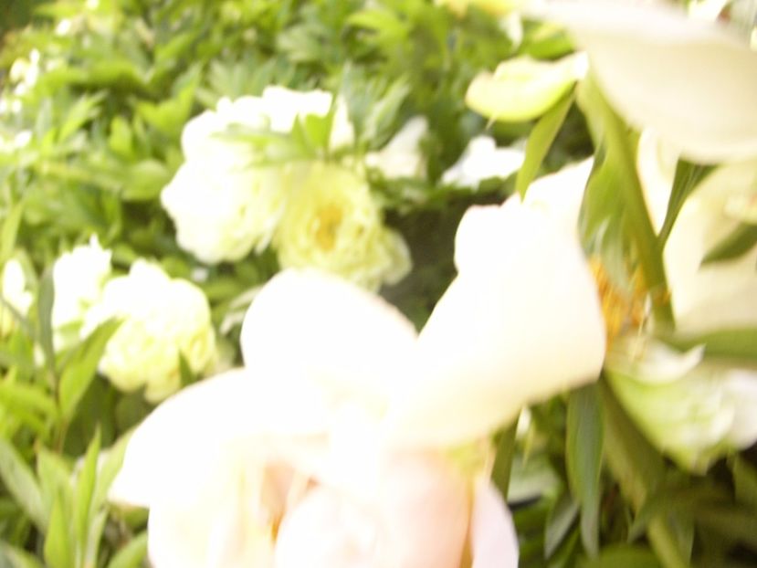 P1330558 - ANUL 2017 VI