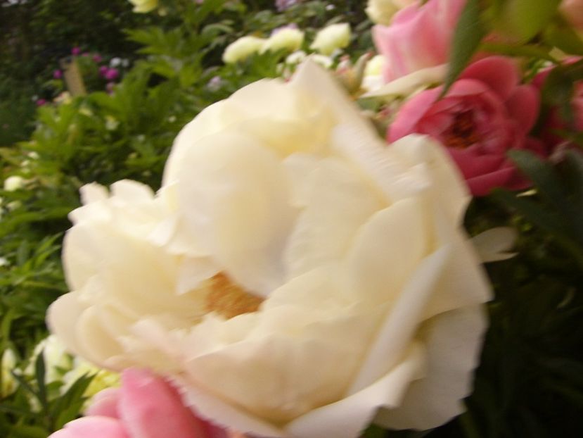 P1330559 - ANUL 2017 VI