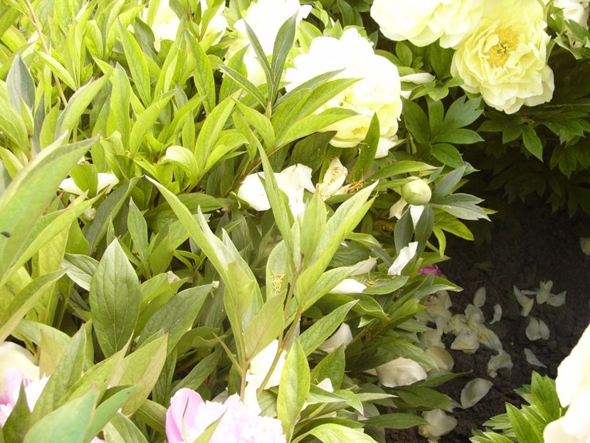 Paeonia Bartzela - ANUL 2017 VI