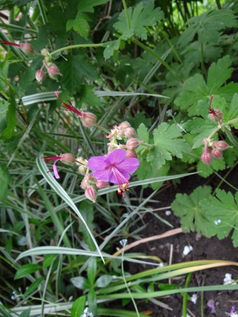  - si mai frumoase zile de Mai