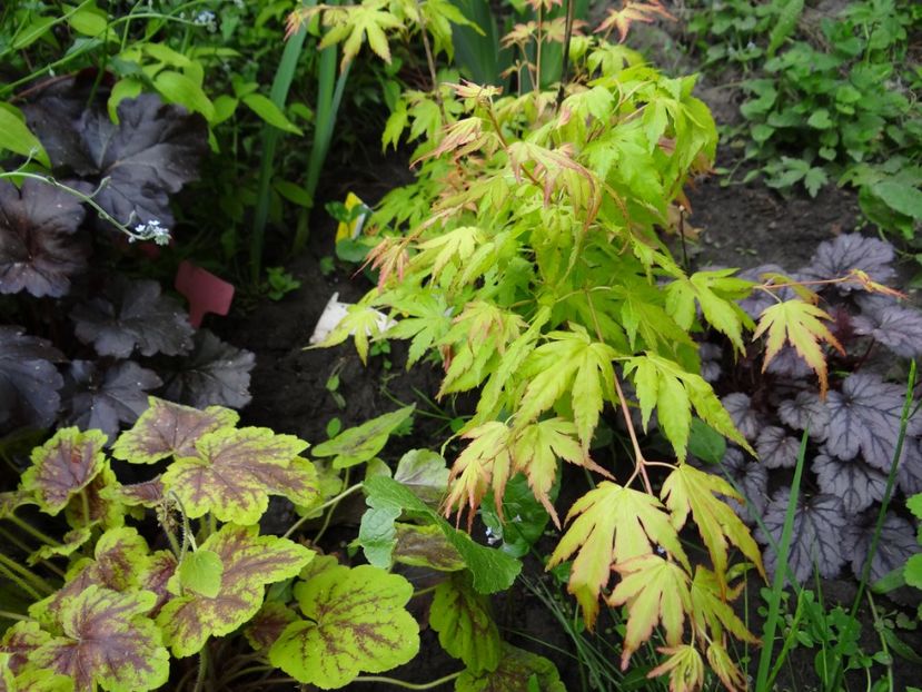 Orange Dream - si mai frumoase zile de Mai