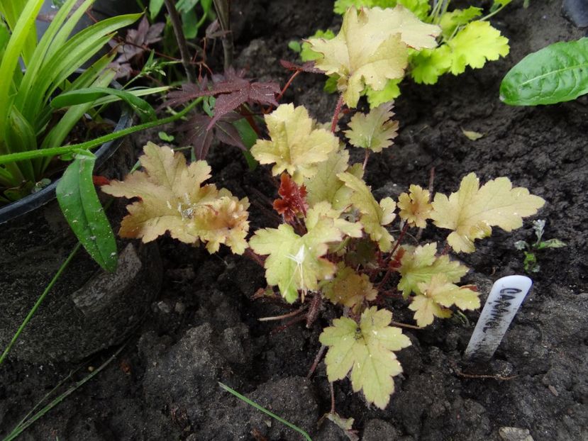  - si mai frumoase zile de Mai