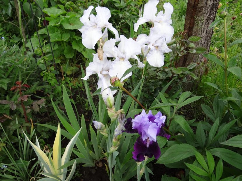  - si mai frumoase zile de Mai